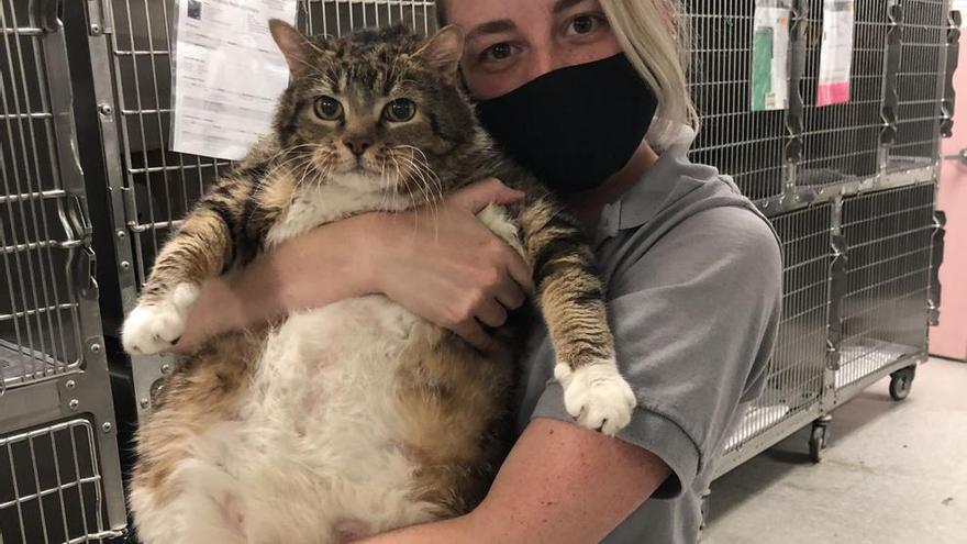 Lasaña, la gata que fue abandonada por engordar casi 10 kilos durante el confinamiento