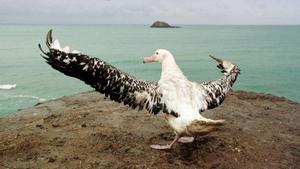 Un albatros en la playa Muriwai, cerca de Auckland.