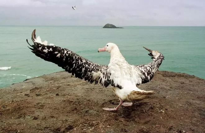 La muerte del albatros