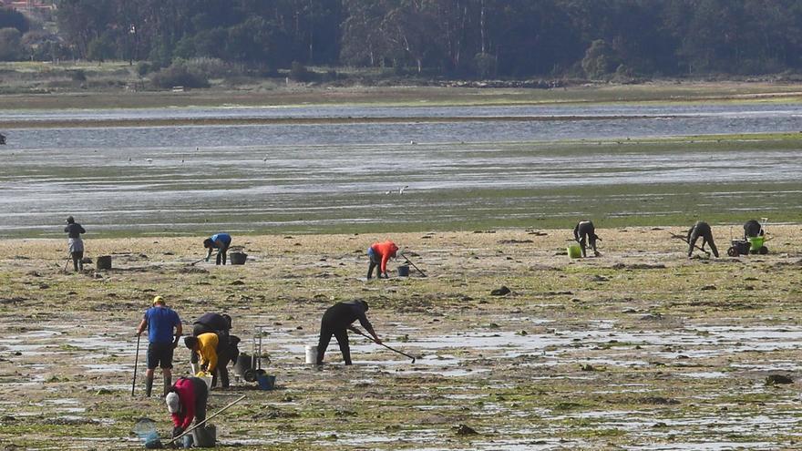 Los bivalvos generan 5 millones de euros menos que antes de la pandemia