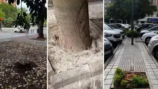 Un mapa ciudadano detecta más de 2.200 problemas en el arbolado de Málaga: "Enviaremos esta información al ayuntamiento"