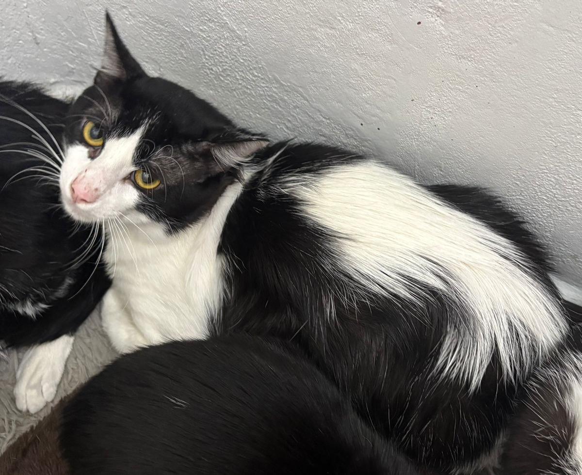Algunos de los 23 gatos rescatados durante un desalojo en Vigo