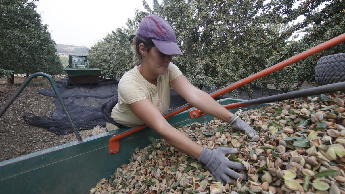 Trabajos de recolección de almendras en la provincia de Córdoba.