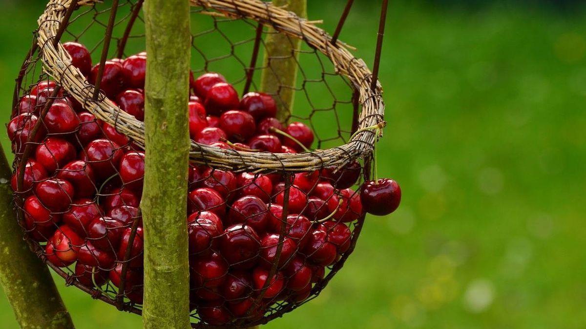 Canasta de cerezas recién recogidas