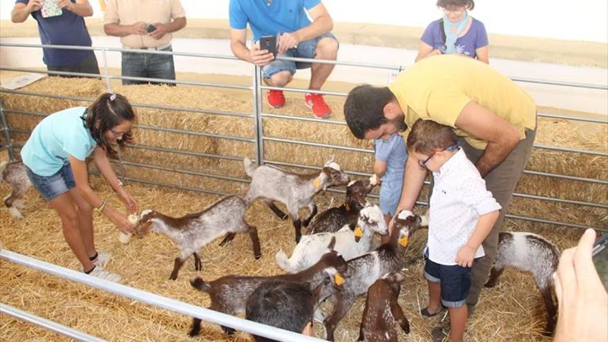 Los niños saben dar el ‘bibe’ a las cabras