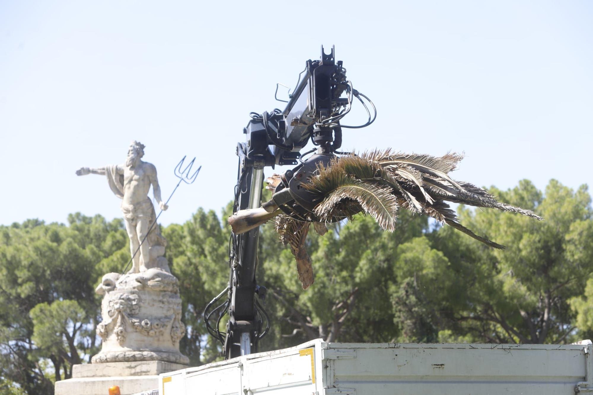 Adiós a 5 palmeras en el Parque Labordeta de Zaragoza