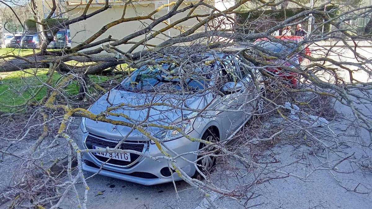 Arbres caiguts a Girona per la ventada Arbres caiguts a Girona per la ventada