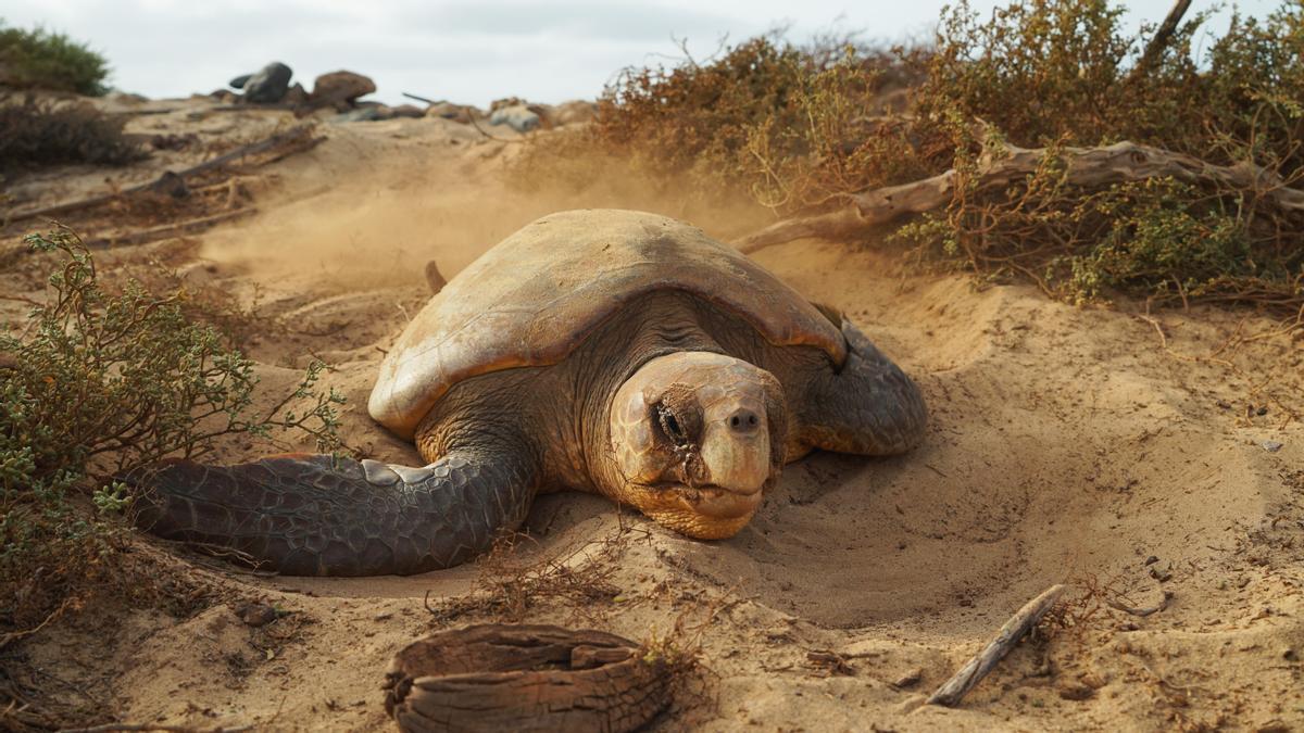 Imagen de una tortuga marina en Cabo Verde.