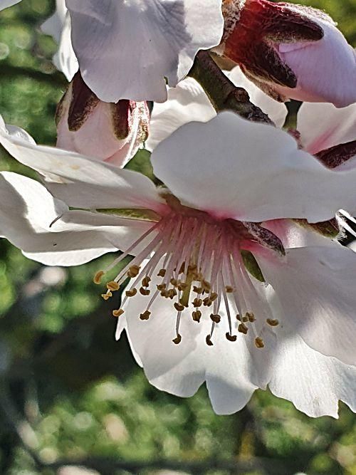 So schön blüht die Mandelblüte