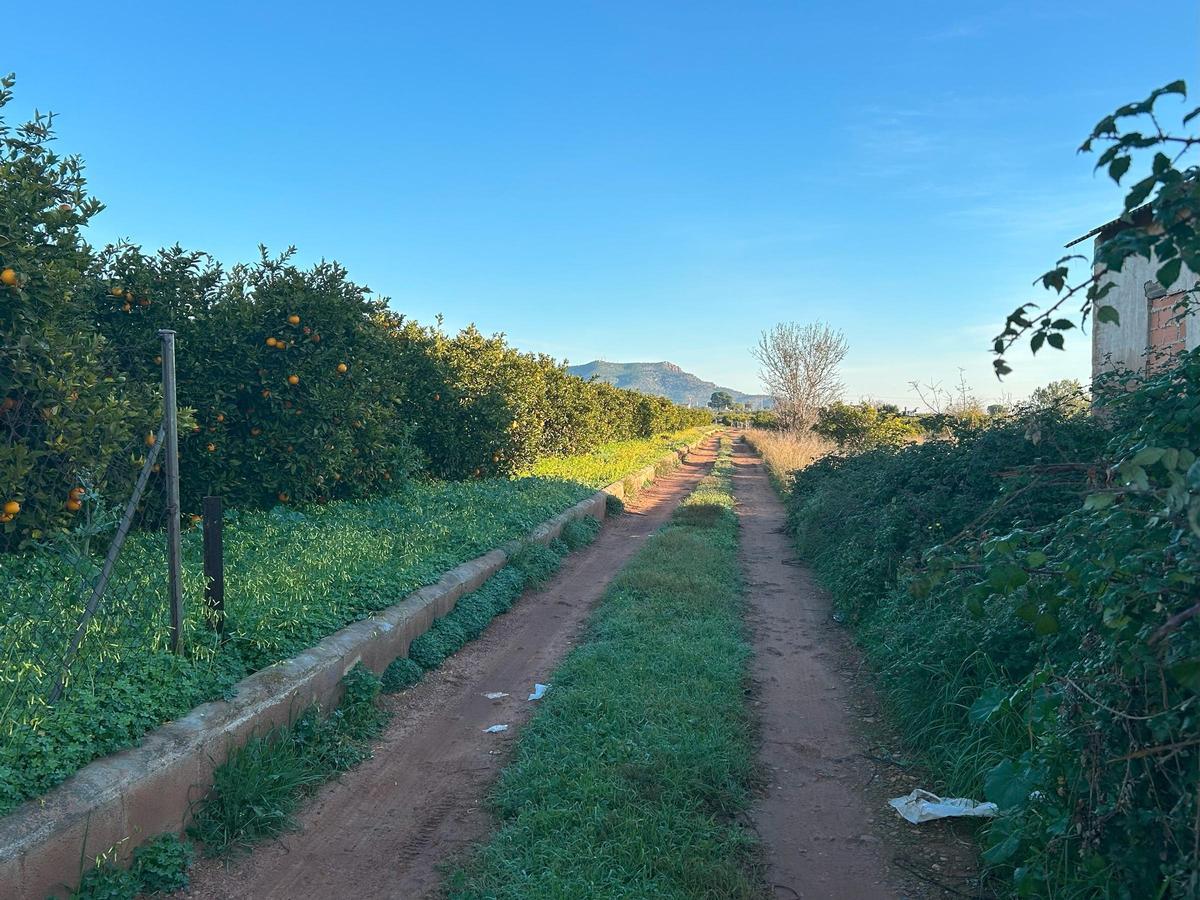 Zona agrícola donde se prevé la instalación fotovoltaica.