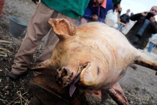 Matanza tradicional en Monfarracinos