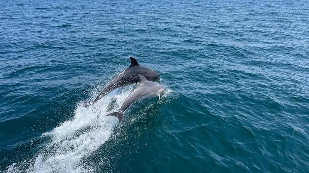 Delfines navegando junto a un barco.