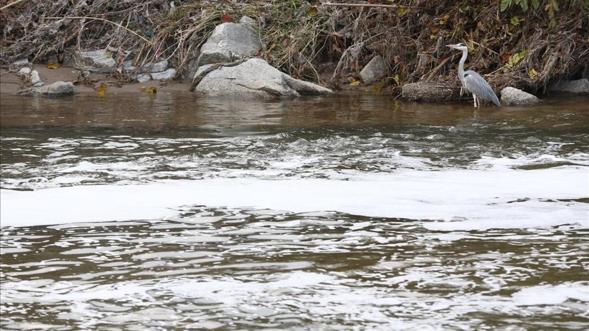 El río Besòs, a la altura de Santa Coloma de Gramenet