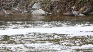 El río Besòs, a la altura de Santa Coloma de Gramenet.