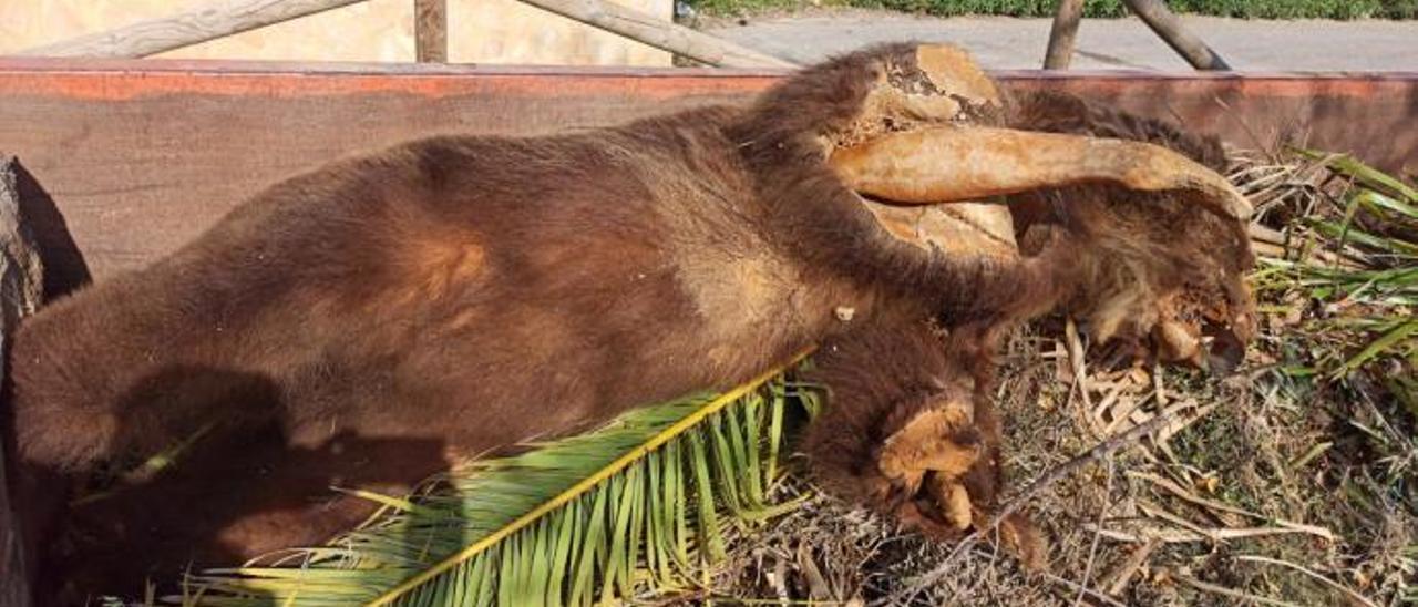 Encuentran un oso disecado en un contenedor de basura de Xàbia