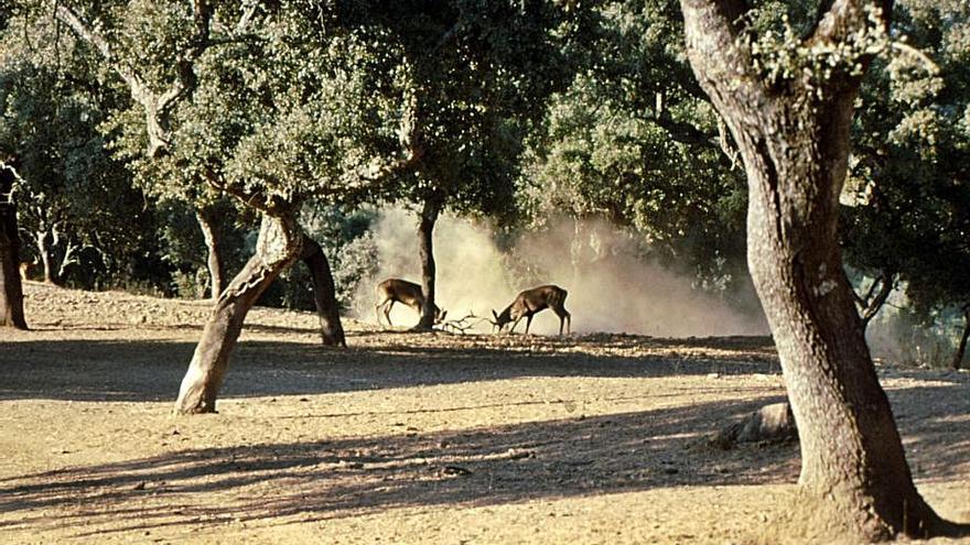 Dos machos luchan por las hembras, en el parque natural de Hornachuelos.