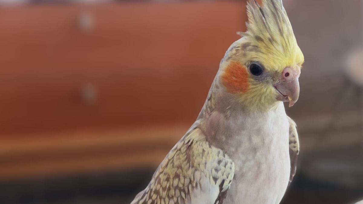 Coco, la ninfa perdida en Castelló desde el 13 de agosto.