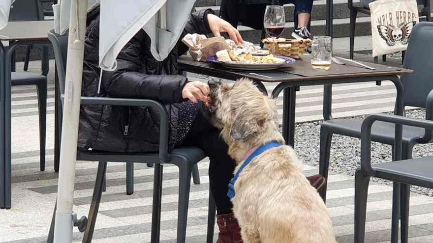 Diez restaurantes para comer con tu perro en Santiago