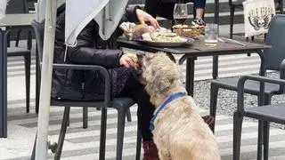 Diez restaurantes para comer con tu perro en Santiago