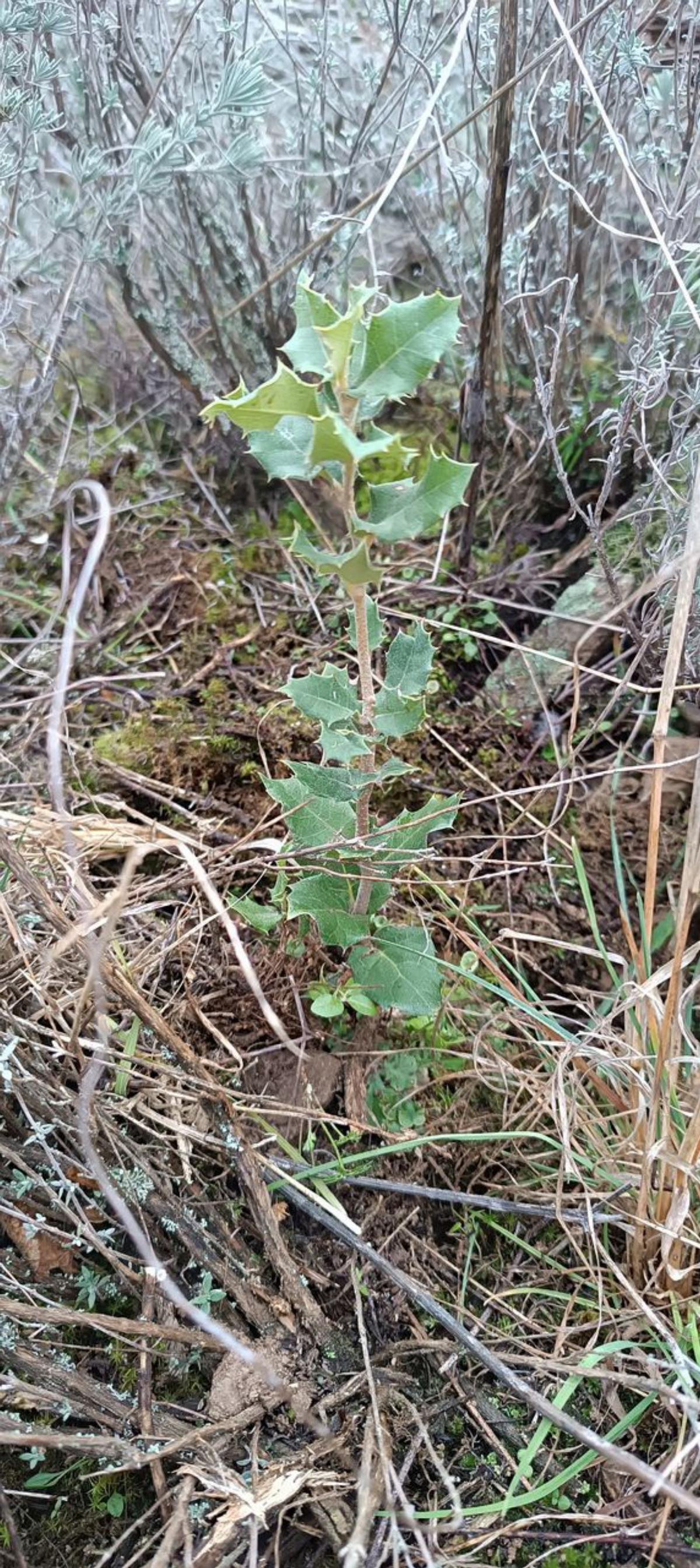 El terreno estaba en condiciones óptimas.