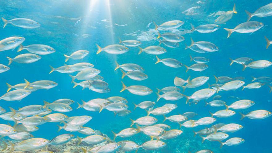 Exemplars de salpa en una àrea marina de la Costa Brava.