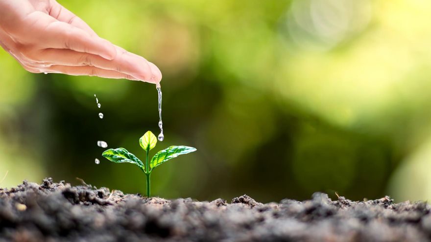 ¿Te vas de vacaciones? Te presentamos un sistema casero de riego por goteo para tus plantas