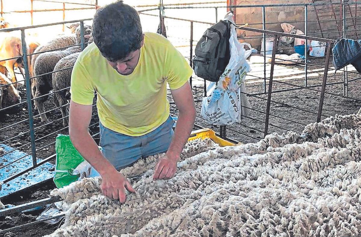 Un ganadero maneja los vellones de lana tras la esquila.