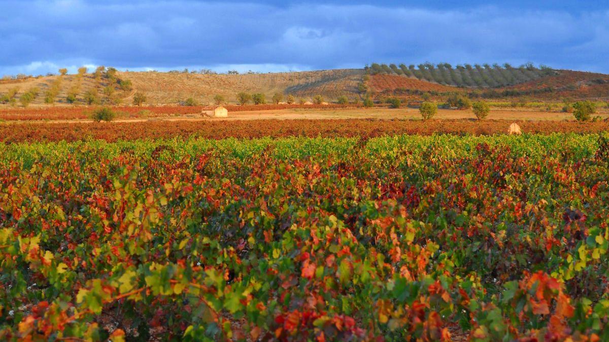 En los suelos pedregosos de la DO Cariñena está el secreto de la singularidad de sus vinos.