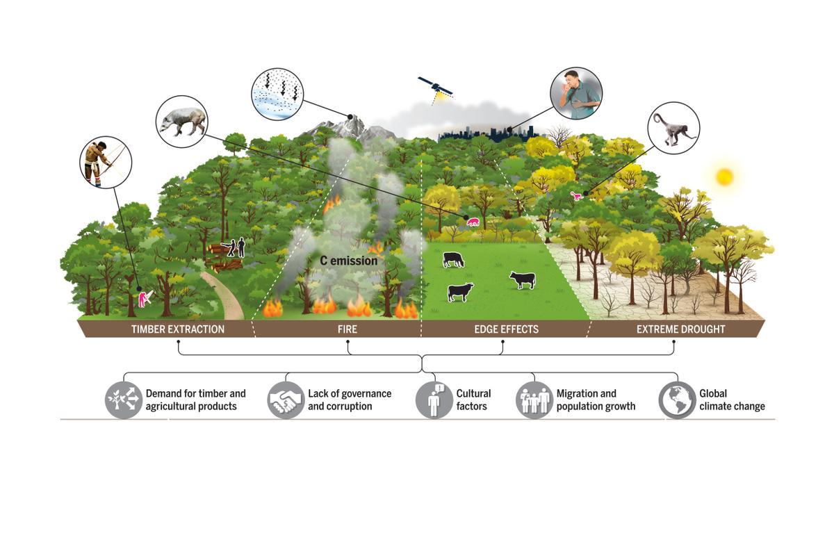 Visión general de los procesos de degradación de los bosques tropicales en la Amazonía.