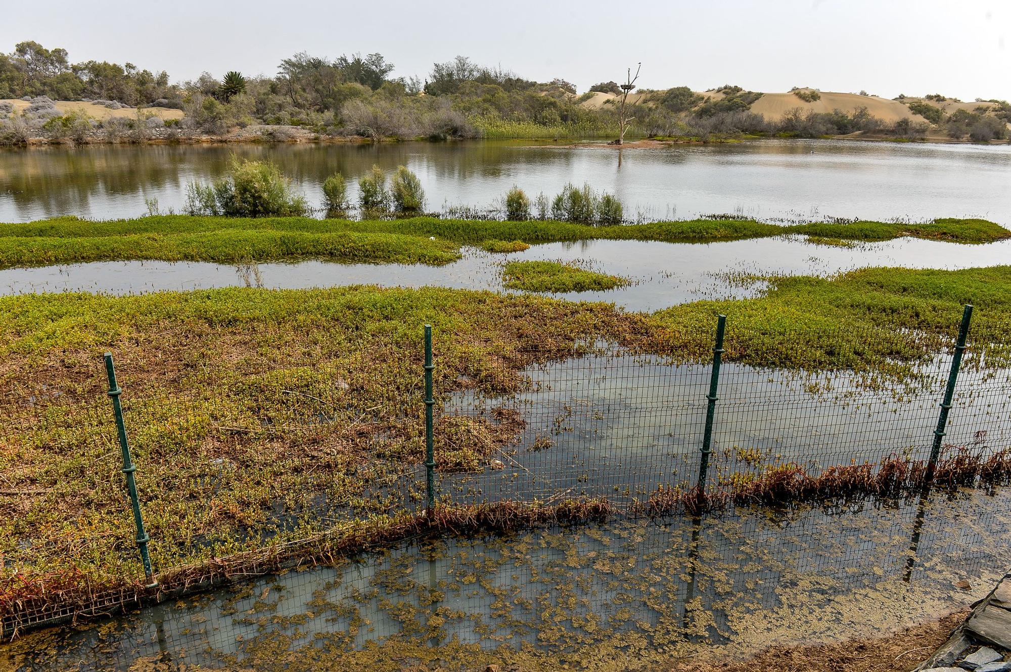 La Charca de Maspalomas después del ciclón Hermine