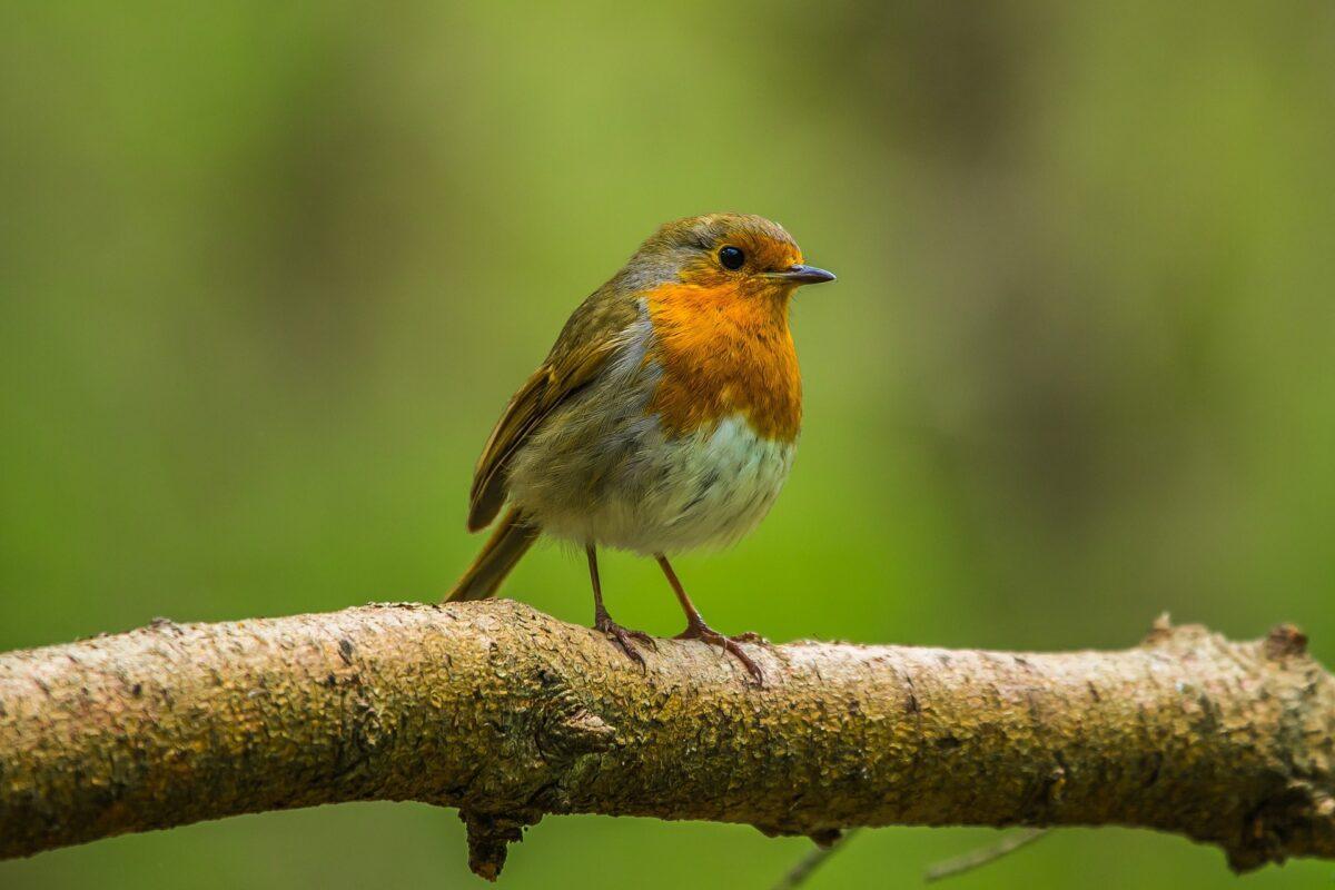 La “brújula» interna de las aves migratorias, al descubierto: “sienten” el magnetismo de la Tierra