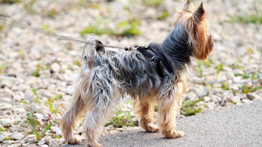 Imagen de archivo de un Yorkshire Terrier.