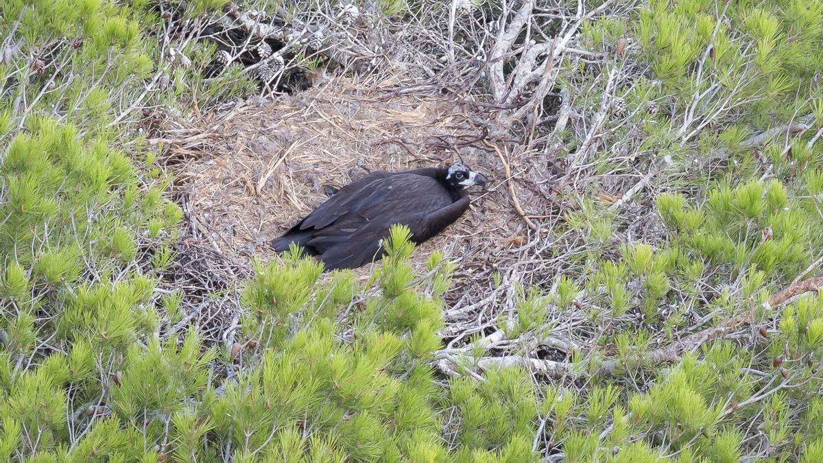 El Govern detecta por primera vez un nido de 'voltor negre' fuera del ámbito de la Serra de Tramuntana