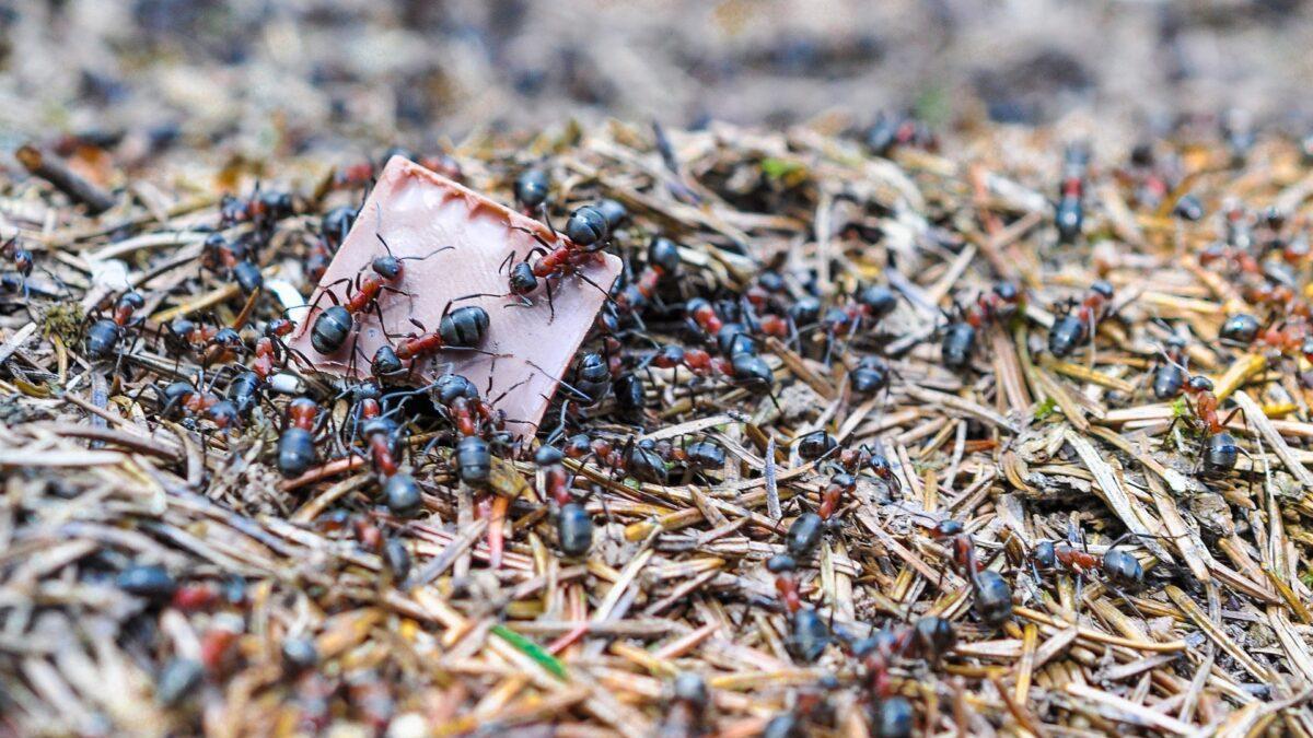 El mundo secreto de las hormigas: matriarcales, ubicuas y abundantes