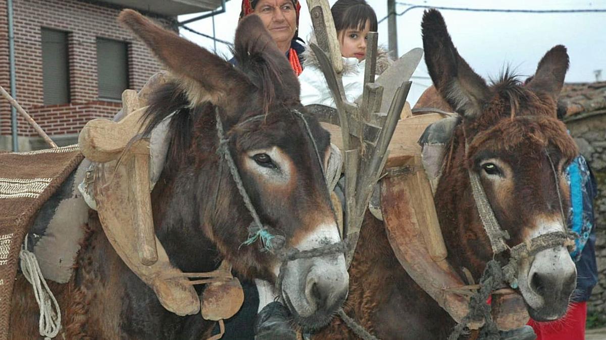 Dos ejemplares de asnal zamorano-leonesa, una de las razas autóctonas de la provincia. | Chany