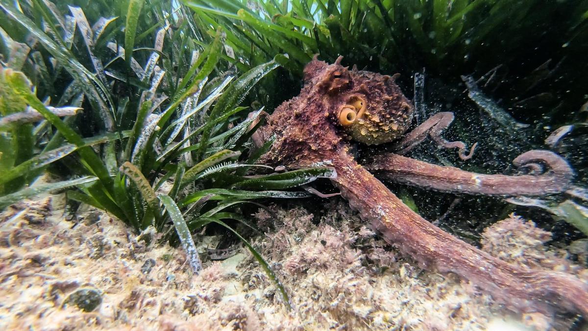 Portocolom | El estado de la posidonia en la bahía, en imágenes