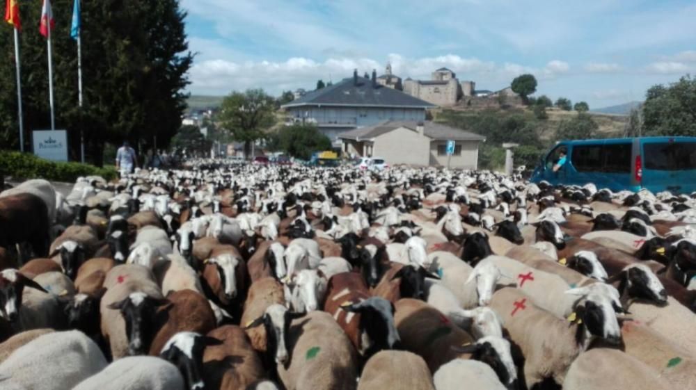 Las ovejas "toman" Puebla de Sanabria