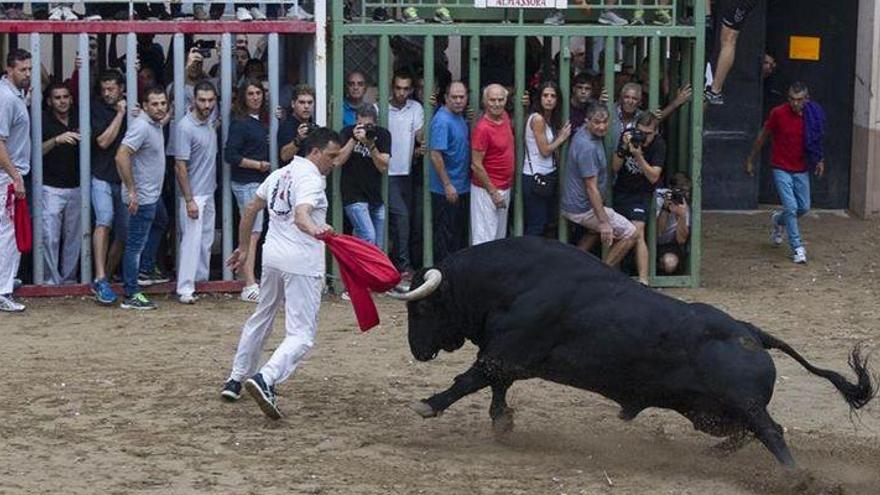 Almassora tendrá 15 cerriles en las celebraciones del Roser