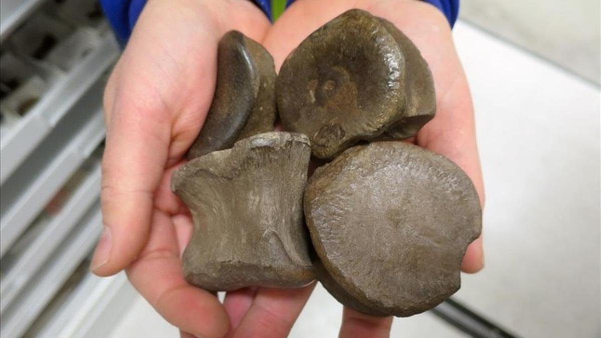 Fósiles de la especie de dinosaurio localizada en el norte de Alaska