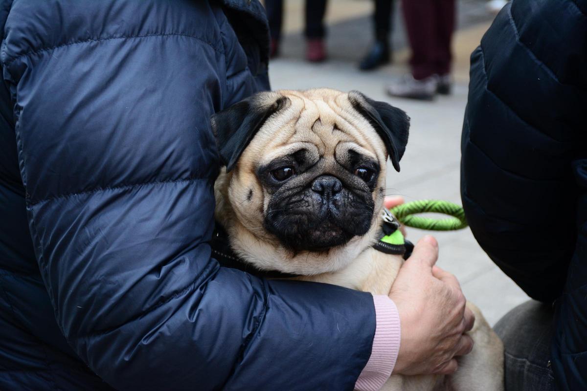 En imágenes | Bendición de los animales por San Antón en la iglesia de San Pablo