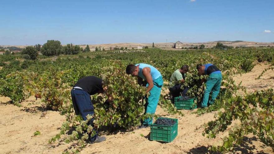 Vendimiadores cosechan la uva en un viñedo de la DO Tierra del Vino de Zamora.