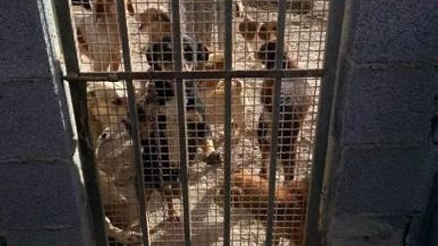 L&#039;Alfàs decreta el cierre de una perrera que ha subvencionado durante siete años