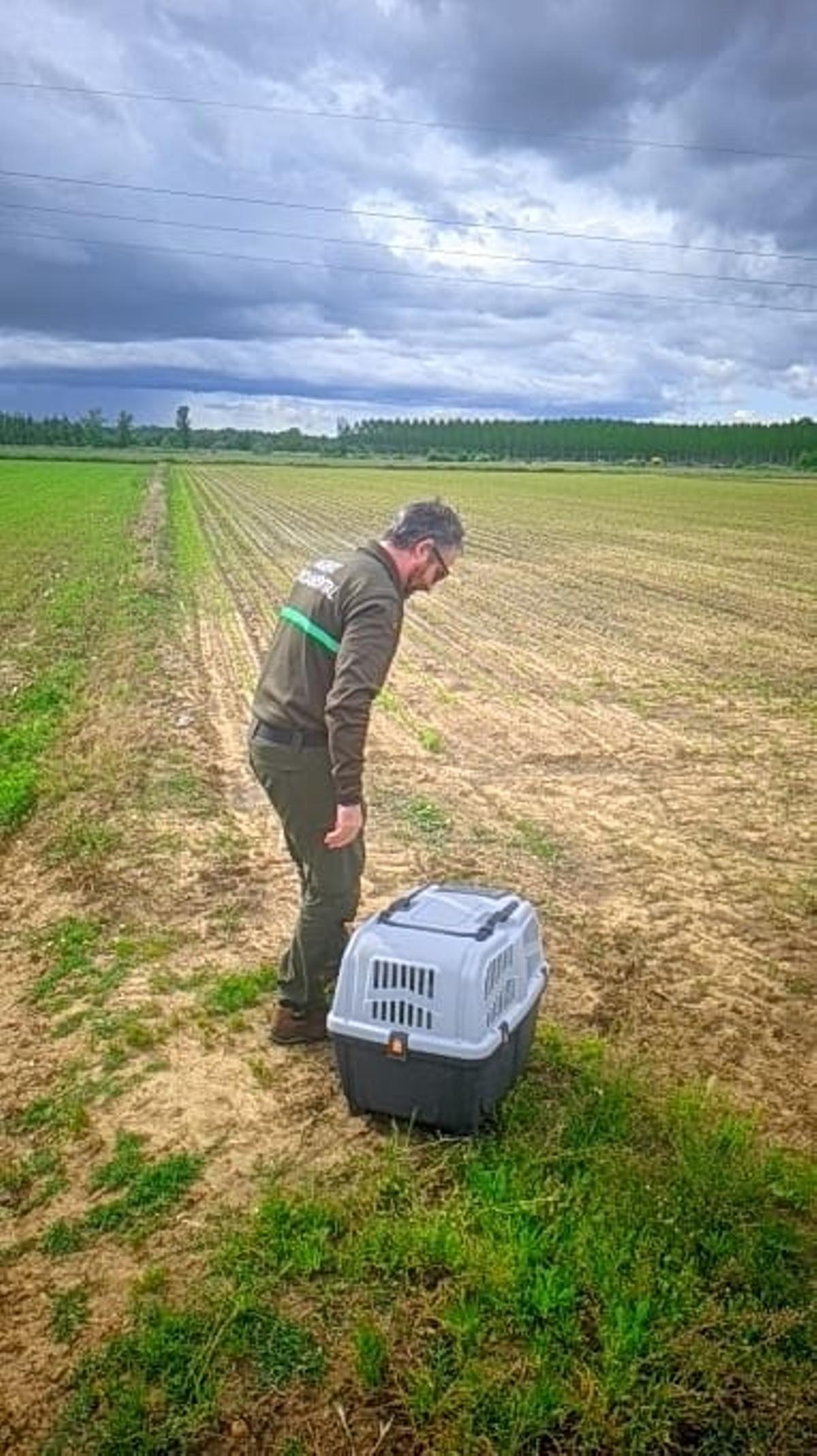 Un Agente Medioambiental procede a soltar a la cigüeña una vez recuperada en el CRAS de Villaralbo