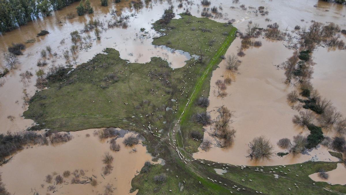 Ovejas aisladas en una isleta del río Guadiana.