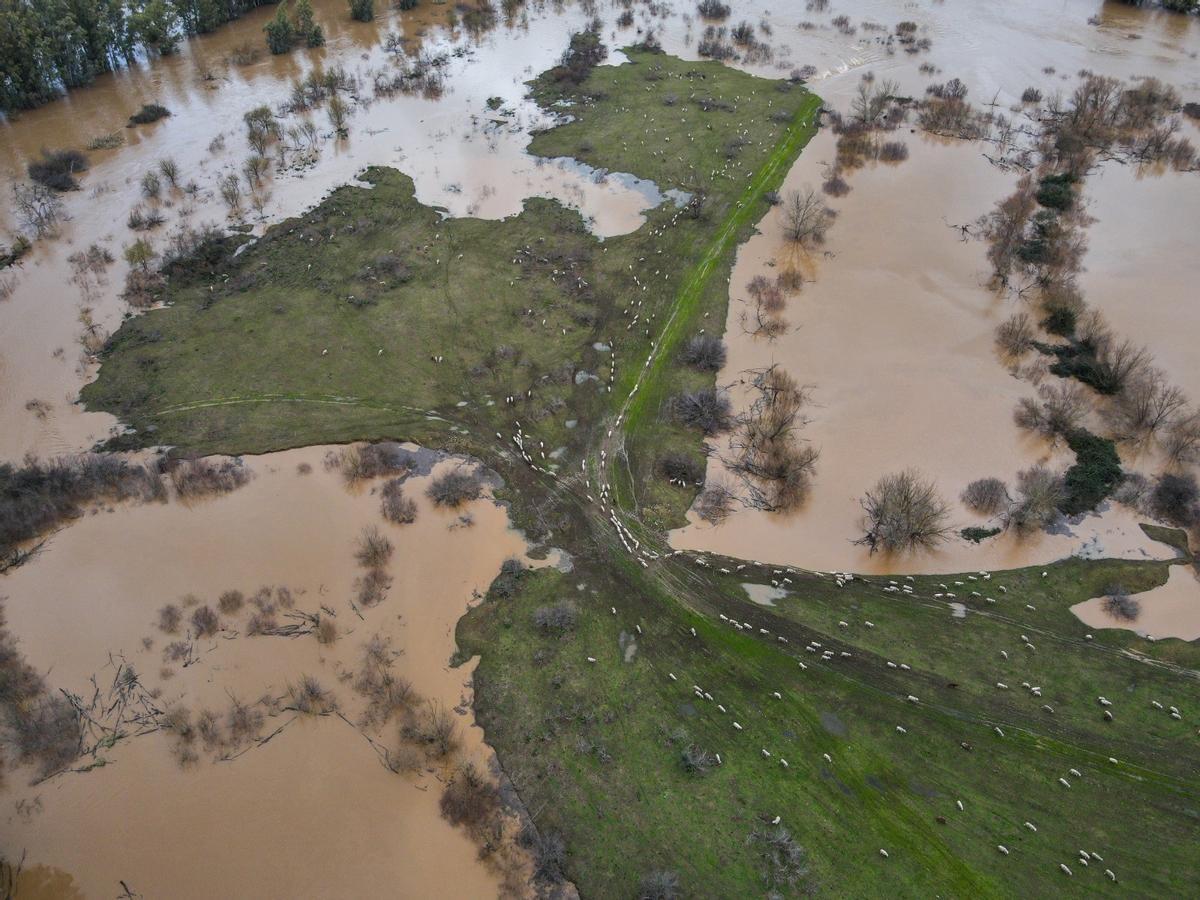 Ovejas aisladas en una isleta del río Guadiana.