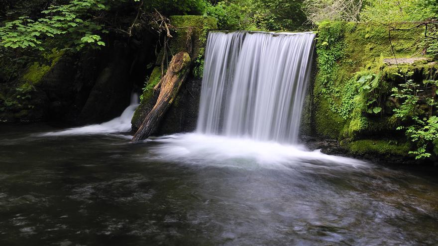 Bosque de Muniellos (Asturias).