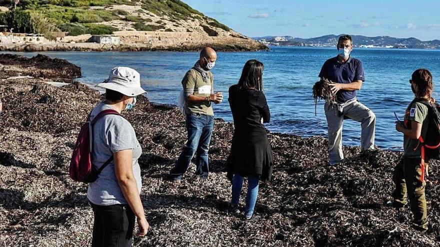 Roig-Munar explica el proceso de sedimentación de la arena en la playa con la posidonia.