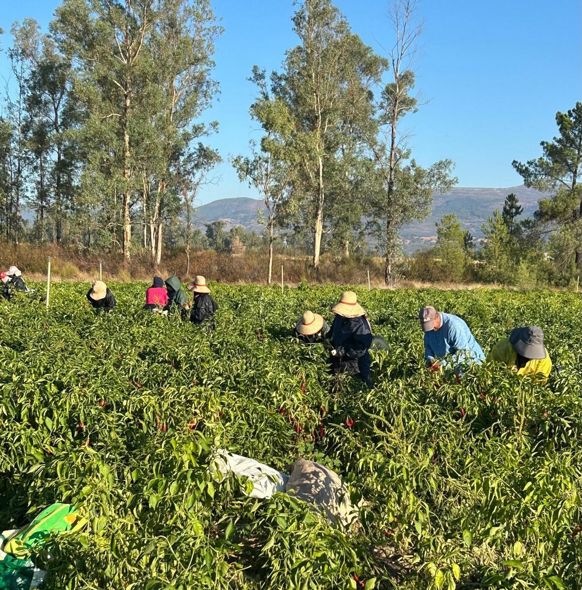 Recogida  de pimiento para Pimentón de la Vera.