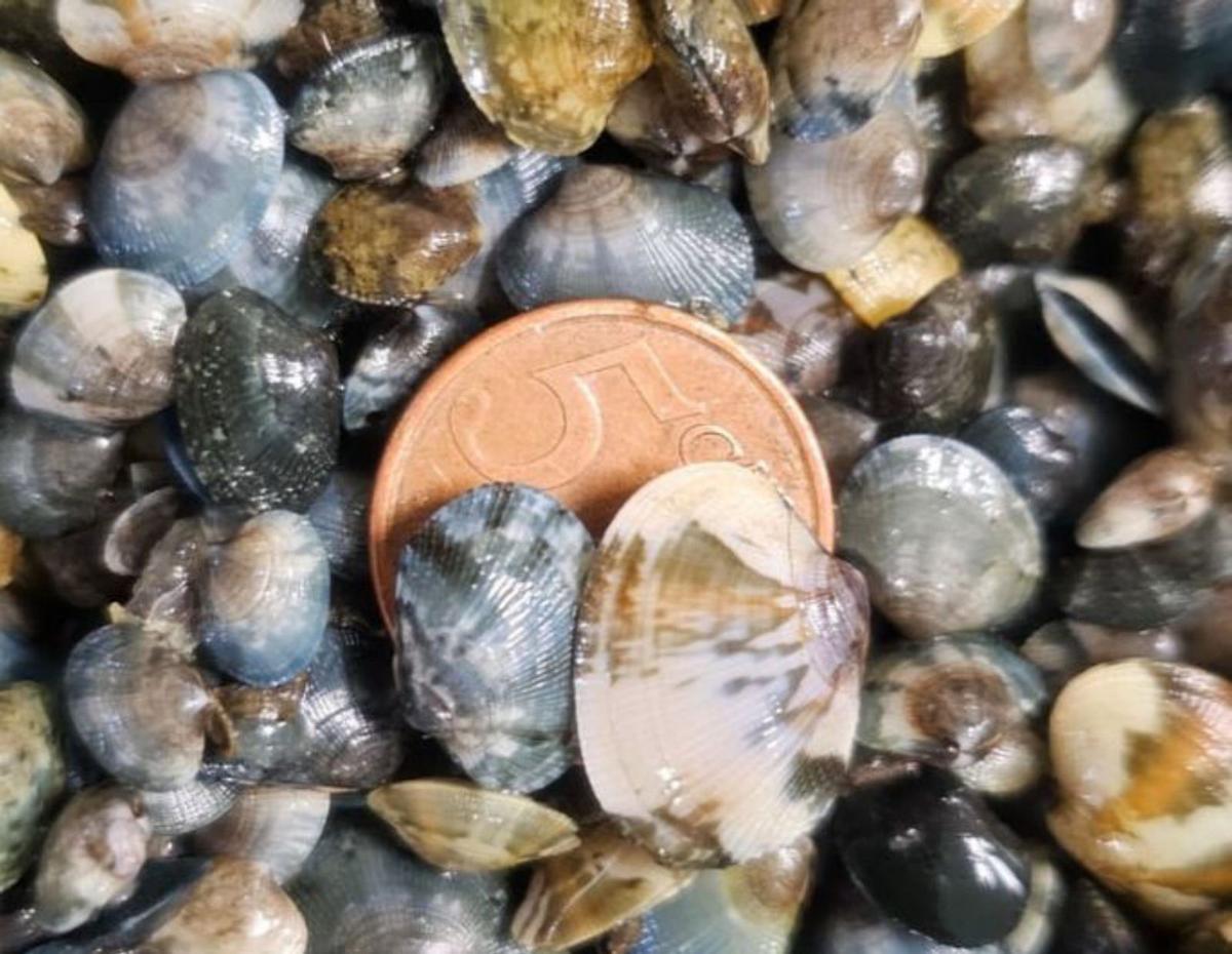 Tamaño de las unidades de almeja. | FDV