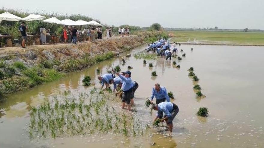 Los cocineros plantando arroz.